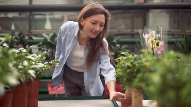 Koncepce velkoobchodních pokojových rostlin. Atraktivní mladá běloška vybere listový fíkus a dá ho do nákupního košíku. Žena kupuje pokojové rostliny pro svůj domov v rostlinné školce. — Stock video