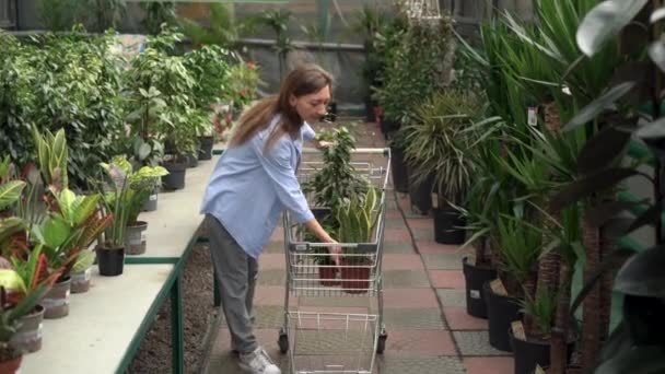 Concept van tuinieren, planten en winkelen. Mooie volwassen vrouw kiest indoor planten en potten in een kas of tuincentrum. dame in casual kleding koopt sansevieria bloemen in een winkel — Stockvideo