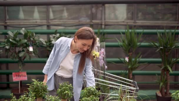 Conceito de plantas de sala por atacado. Uma jovem mulher caucasiana atraente escolhe uma ficha folhosa e coloca-a em um carrinho de compras. Uma mulher compra plantas de sala para sua casa em um viveiro de plantas. — Vídeo de Stock