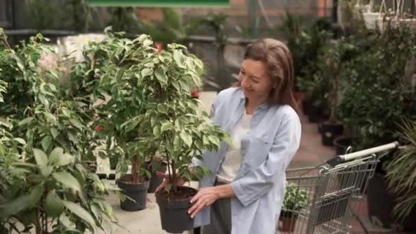Piękna biała kobieta w luźnych ubraniach kupuje doniczkową roślinę w supermarkecie. Podnosi liściasty fikus wybiera między dwoma drzewami — Wideo stockowe