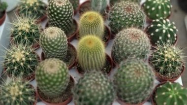 Süpermarketteki raflarda farklı güzel kaktüsler yetişiyor. Kapalı alandaki bitkilerin satışı.