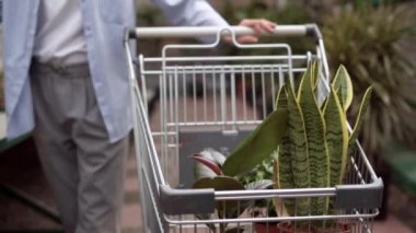 Bir kadın, bir ev için seradaki toptan bir depodan saksı çiçeği satın alıyor. Bitkileri alır ve bir alışveriş arabasına koyar. Yüzü olmayan.