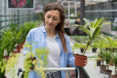 Toptan ev bitkileri konsepti. Elinde kuşkonmaz ve draacaena tutan çekici beyaz kadın bir bahçe merkezinde iki saksı bitkisi arasından seçim yapıyor. Boşluğu kopyala.