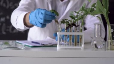 male biochemist works in a laboratory on plants against the background of a blackboard with formulas, picks up test tubes with samples of genetically modified plants and makes notes on paper