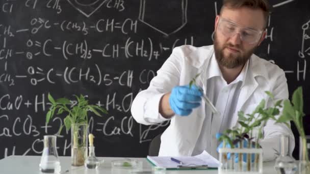 Male biochemist in goggles works on plants in the laboratory against the background of a blackboard with formulas, picks up a test tube with samples of genetically modified seedlings, studies them. — Video