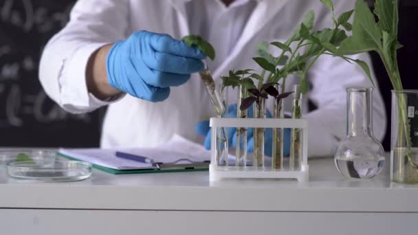 Мужчина-биохимик работает в лаборатории по растениям на фоне доски с формулами, забирает пробирки с образцами генетически модифицированных растений и делает заметки на бумаге — стоковое видео
