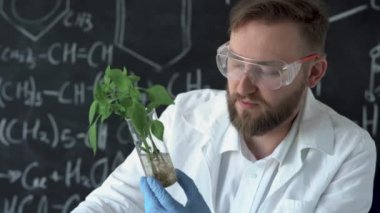 Erkek biyokimyacı bir laboratuvarda formüllü bir karatahtanın arka planına karşı çalışıyor, elinde lahanalı bir tüp ve elinde bir pipet tutuyor, bitki için kimyasal bir çözüm ekliyor.