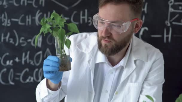 Male biochemist works on plants in the laboratory against the background of a blackboard with formulas, holds a test tube with sweet pepper sprouts in his hands and carefully examines the root system. — Video