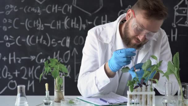 Male biochemist works in a laboratory on plants against the background of a blackboard with formulas, takes a sample for analysis from a genetically modified plant — стоковое видео