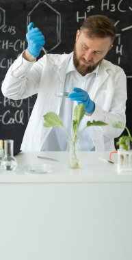 Bilim adamı, laboratuvarda yeşil bitkili bir petri kabına örnek bırakıyor. Biyoteknoloji araştırması, dikey görüş.