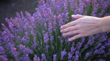 Yakın plan kadın eli lavanta, yazın lavanta tarlası, doğa hissi.