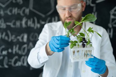 Biyoloji veya biyokimya laboratuvarını kullanarak test tüplerinde bitki yetiştiren erkek bilim adamı.