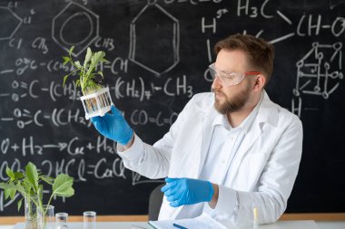 Kimyasal ya da biyolojik bir laboratuvarda bir erkek bilim adamı, toprak olmayan bir bitki yetiştirmek için test tüpleriyle deneyler yapar. Üniversite laboratuvarında bitkileri analiz eder.