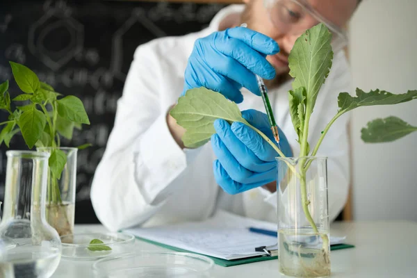 Male microbiologist looking at a healthy green plant in a sample flask. Medical scientist working in a food science laboratory, sample plant growing in test tube, biotechnology research concept.