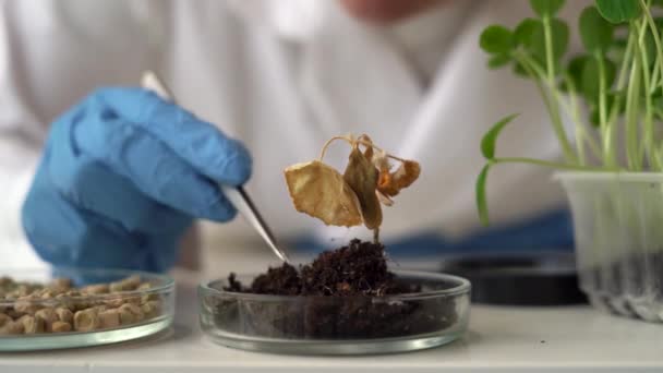 Біологи Руки Захисними Рукавичками Тримають Суху Рослину Коренем Над Посудом — стокове відео