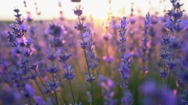 Gün batımında rüzgarda sallanan lavanta çiçekleri. Fransız Provence lavanta tarlalarında lavanta aromalı mor çiçekler. Doğa arkaplanı.