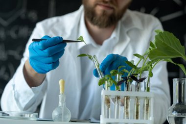 Erkek mikrobiyolog test tüpündeki yeşil bitkiye bakıyor. Laboratuvar biyoloğu deneyler yapar. Bilim laboratuarında çalışan bir tıp bilimcisi.