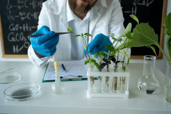 Male biochemist working in the lab on plants. Biotechnologist is researching leaves with tweezers. Biologist workplace. GMO concept.