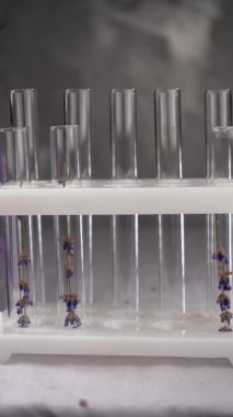 Kozmetik laboratuarı. Test tüplerinde lavanta çiçekleri. Dikey video