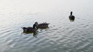 Üç sevimli ördek bir gölde birlikte yüzüyor. Güneşli bir bahar günü ve su bitkileri ve ördekler ile dolu bataklık göleti. Boşluğu kopyala.
