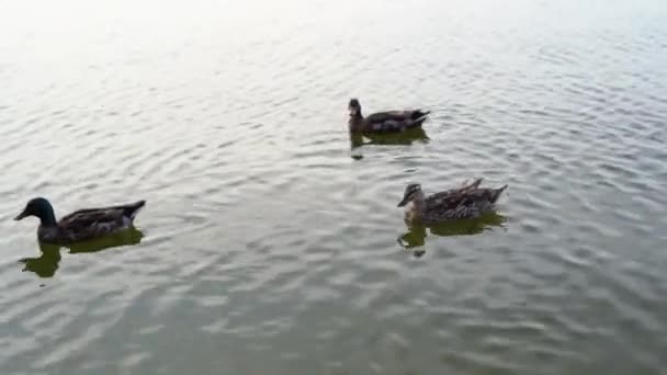 Tiga Bebek Lucu Berenang Bersama Kolam Hari Musim Semi Yang — Stok Video