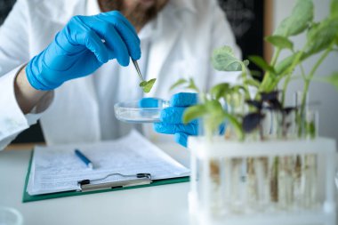 Laboratuvarda yeşil bitkiyi inceleyen adam, kapatın. Petri kabı ekoloji laboratuvarında test edilen genetiği değiştirilmiş bitki. Bilim konsepti.