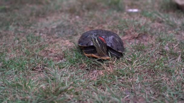 Żółw Żółw Naturze Zbliżenie Chodzenie Przez Trawiaste Pole Strzał Dzika — Wideo stockowe