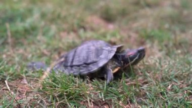 Çimen tarlasında yürüyen bir kaplumbağanın yakın çekimi.