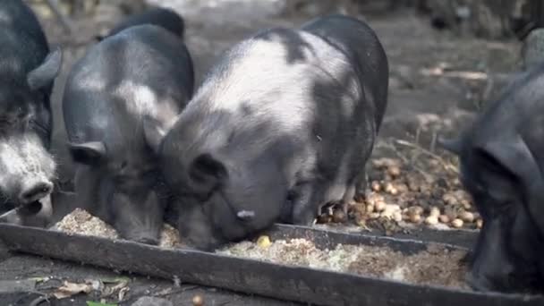 Een Groep Grote Zwarte Varkens Die Eten Boerderij Varkenshouderij — Stockvideo