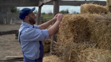 Altın hasat mevsimi kırsalında saman yığınını zımbalayan profesyonel tarım uzmanı. Tarım sektörü sahibi sonbahar tarım arazilerindeki balyaları kontrol ediyor. Tarım ürünleri konsepti.