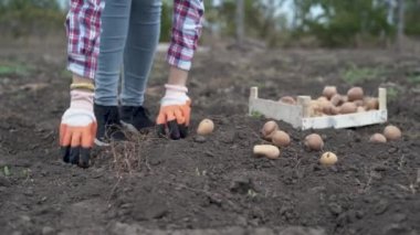 Eylül 'de patates mahsulü toplayan dişi çiftçi elleri kapalı. organik tarım, sonbahar, hasat mevsimi. Bahçede patates topluyorum..