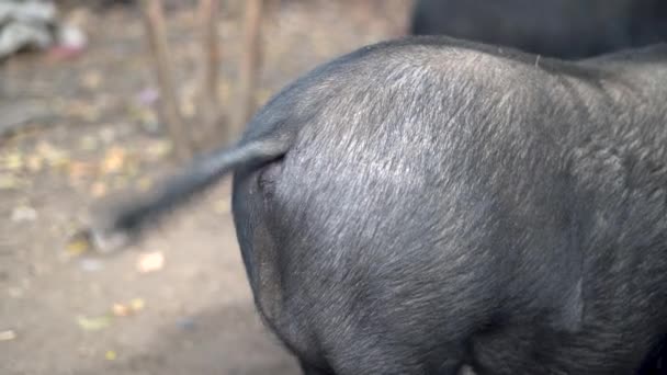 猪尾巴一旦快乐就会发生有趣的摆动 黑色成年猪是友善的宠物 可爱可爱的小猪 — 图库视频影像