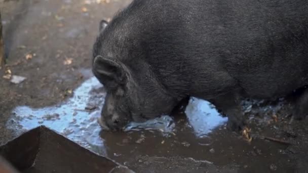 日光の間に汚れた雨の水を飲む黒い豚のショットを閉じます ヨーロッパの農業畜産農場 — ストック動画