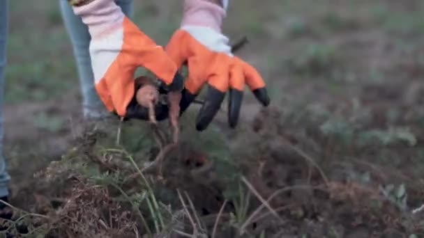 庭でニンジンを収穫手袋で手 若いニンジンを地面から掘り出す 女性の庭師は新鮮な有機ニンジンを拾い 地面から引き抜きました 環境に優しい菜園 — ストック動画
