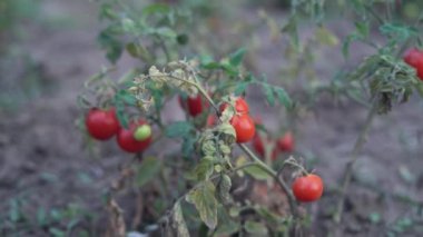 Sonbaharda fidanlıkta olgun kırmızı meyveli organik domates bitkileri. Çevre dostu sebze bahçesi.