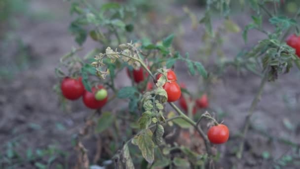 Ekologiska Tomatplantor Med Mogna Röda Frukter Plantering Sent Hösten Miljövänlig — Stockvideo
