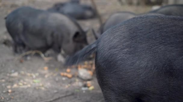 猪尾巴一高兴就会有奇怪的摆动 黑色小猪和成年猪是友善的宠物 可爱可爱的小猪畜牧业和农业 — 图库视频影像