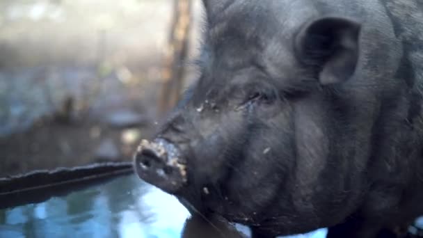 Primer Plano Cerdo Negro Bebiendo Agua Sucia Marrón Del Tanque — Vídeos de Stock
