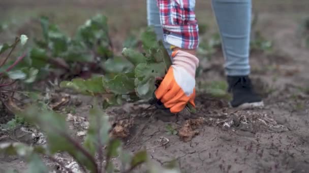 土から若いビートルートをドラッグする女性の手を閉じます 農家は庭から大きな熟したビートの根を引き出す — ストック動画