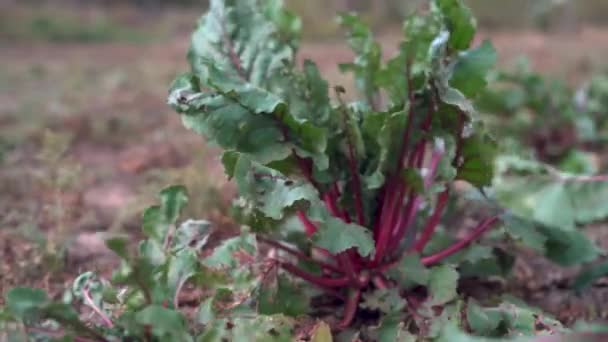 Blatt Rote Bete Rübenblätter Bio Grüne Rote Junge Rübenblätter Auf — Stockvideo