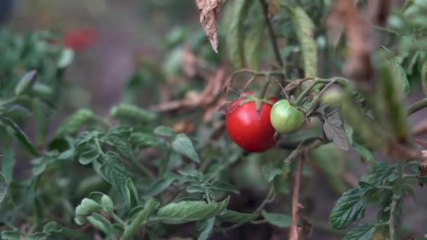 畑の茂みに赤と緑の有機トマト 秋の野菜収穫 選択的フォーカス — ストック動画
