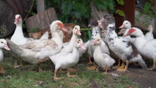 Muito Pato Quinta Local Patos Domésticos Pátio Uma Casa Rural — Vídeo de Stock