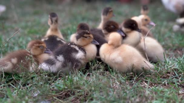 Yerel Çiftlikteki Bir Grup Küçük Sarı Ördek Yavrusu — Stok video