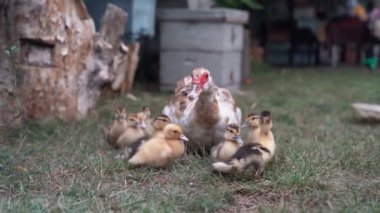 Anne ördek ve yavru ördek yerel bir çiftlikte