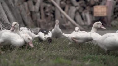 Yerel çiftlikte yeşil çimlerle beslenen beyaz çiftlik ördekleri, köyde çok sayıda ördek yaşıyor.