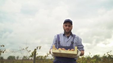 Erkek çiftçi tarlada patates taşır, hasat zamanı, çiftlikte sebze üretimi, topraktan patates yetiştirme, çiftçilik, taze sağlıklı vejetaryen yiyecekler, tarım.