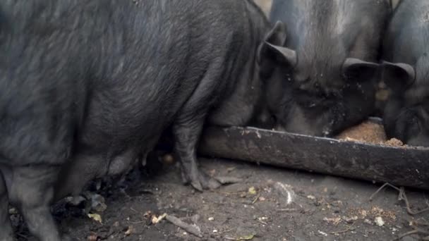 Los Cerdos Negros Comen Comida Bebedero Madera Alimentación Lechones Domésticos — Vídeos de Stock