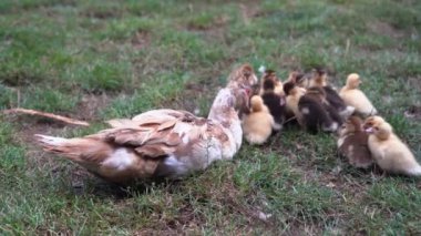 Yerel bir çiftlikte bebekle anne ördek. Yürüyüşe çıkmış ördek yavruları