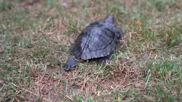 Skildpadde Går Jorden Yndig Lille Krybdyr Selektiv Fokus Nærbillede – Stock-video