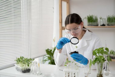 Laboratuvardaki bilim kadını, bitkilerle petri kabında deneyler yapıyor. Biyoteknoloji uzmanı yaprakları büyüteçle araştırıyor. GDO kavramı.